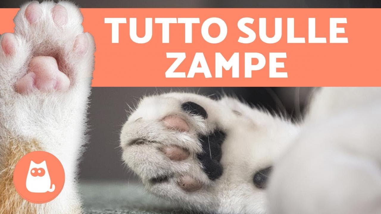 10 CURIOSITÀ sulle ZAMPE del GATTO 🐾🐱 Scoprile!
