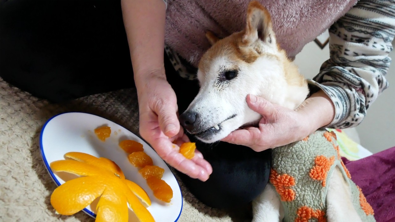 柴犬ゴン17歳、初めてのミカン体験