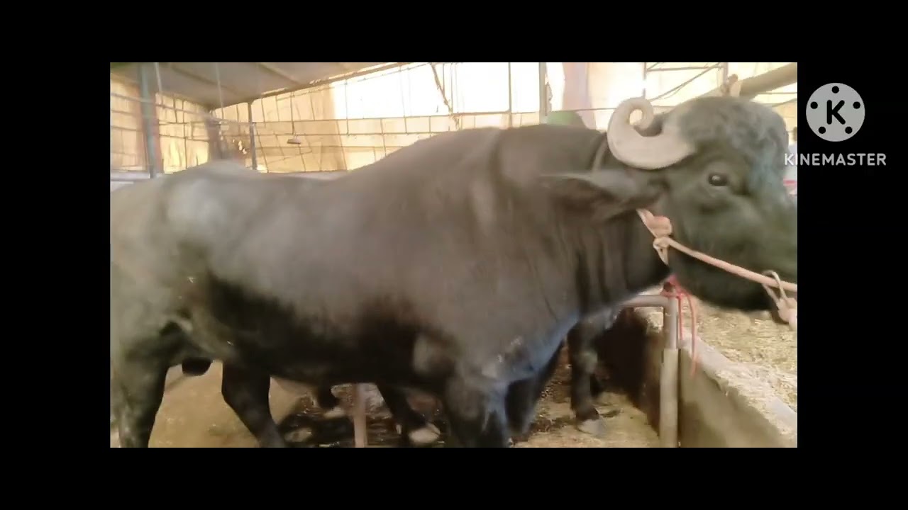  Lakshmi Dairy Farm( Bulls shed tour )Ram Singh Hoof trimmer ( L D F ) 27-11-2025