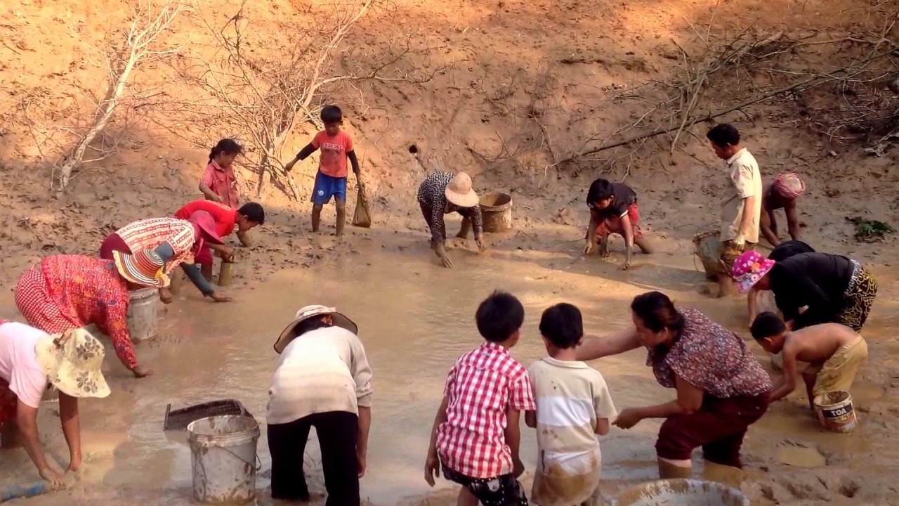 Catching Fishes In Kampot Province, Cambodia Net Fishing, Catching Fishes By Hand