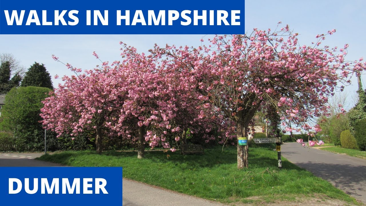 WALKS IN HAMPSHIRE at DUMMER & NUTLEY (4K)