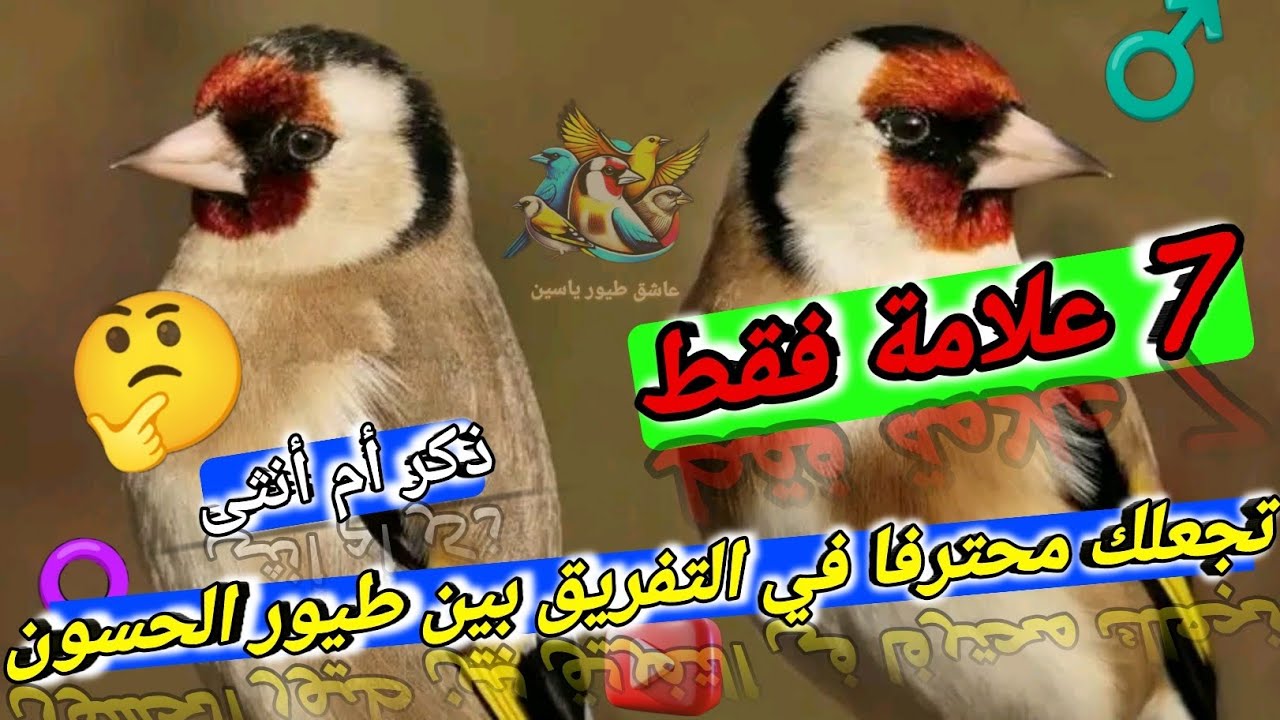 أسهل طريقة لتفريق بين ذكر وأنثى #الحسون #تربية_الطيور