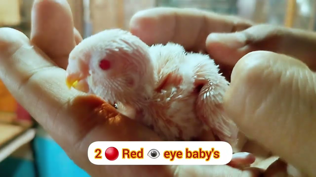 Budgies🦜 breeding🐣 progress updates | #budgies #viral
