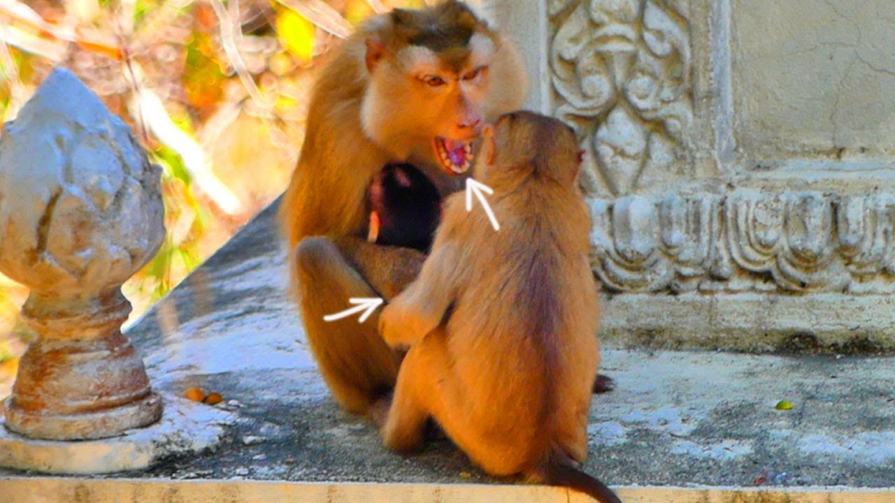 So S@-d....Poo-r sister monkey SACKY wants to hugs her brother baby monkey SAKA but mom not agree.