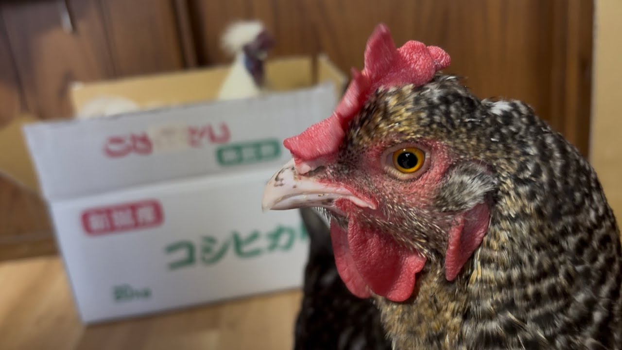 入りたそうなので入れてみた雄鶏と、それを見る雌鶏の反応〜烏骨鶏編〜2026/02/02