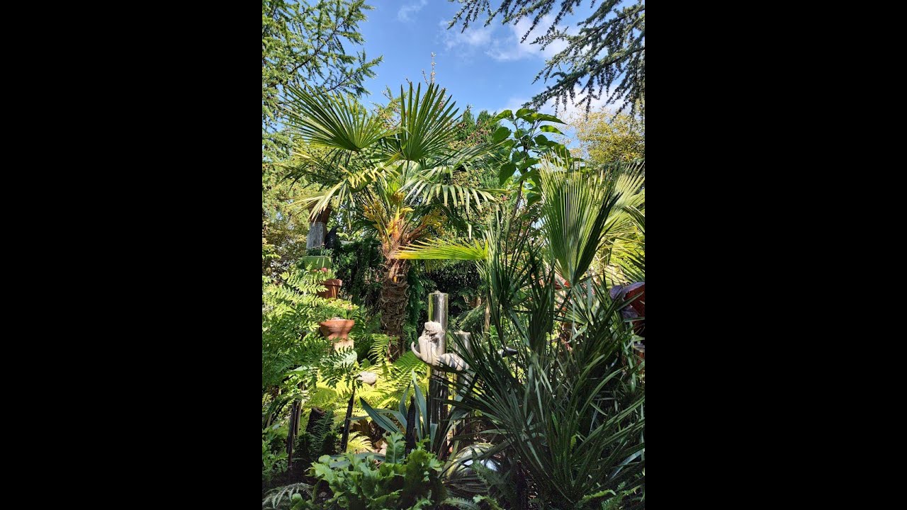 Garden tour of FIFTY SHADES OF GREEN during mid September 2024
