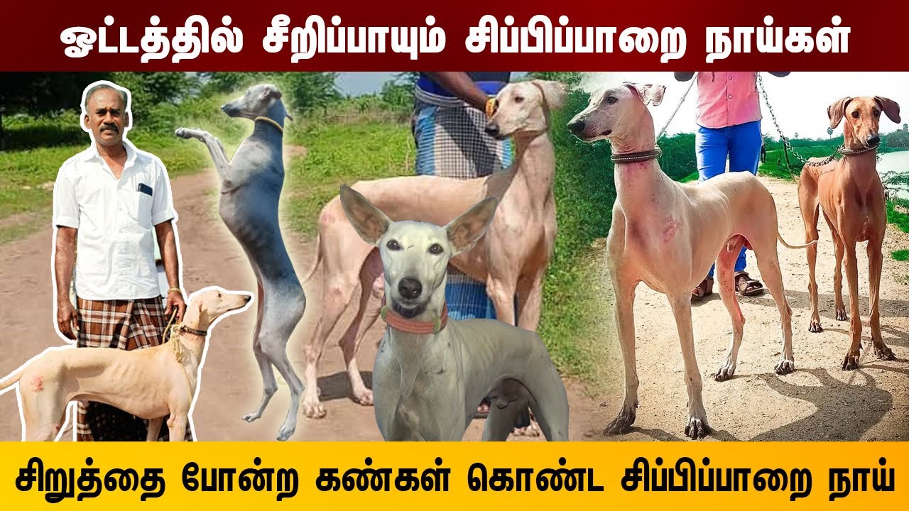 Chippiparai Dog  | ஓட்டத்தில்  சீறிப்பாயும் சிப்பிப்பாறை நாய்கள் |   Indian Dog Breed