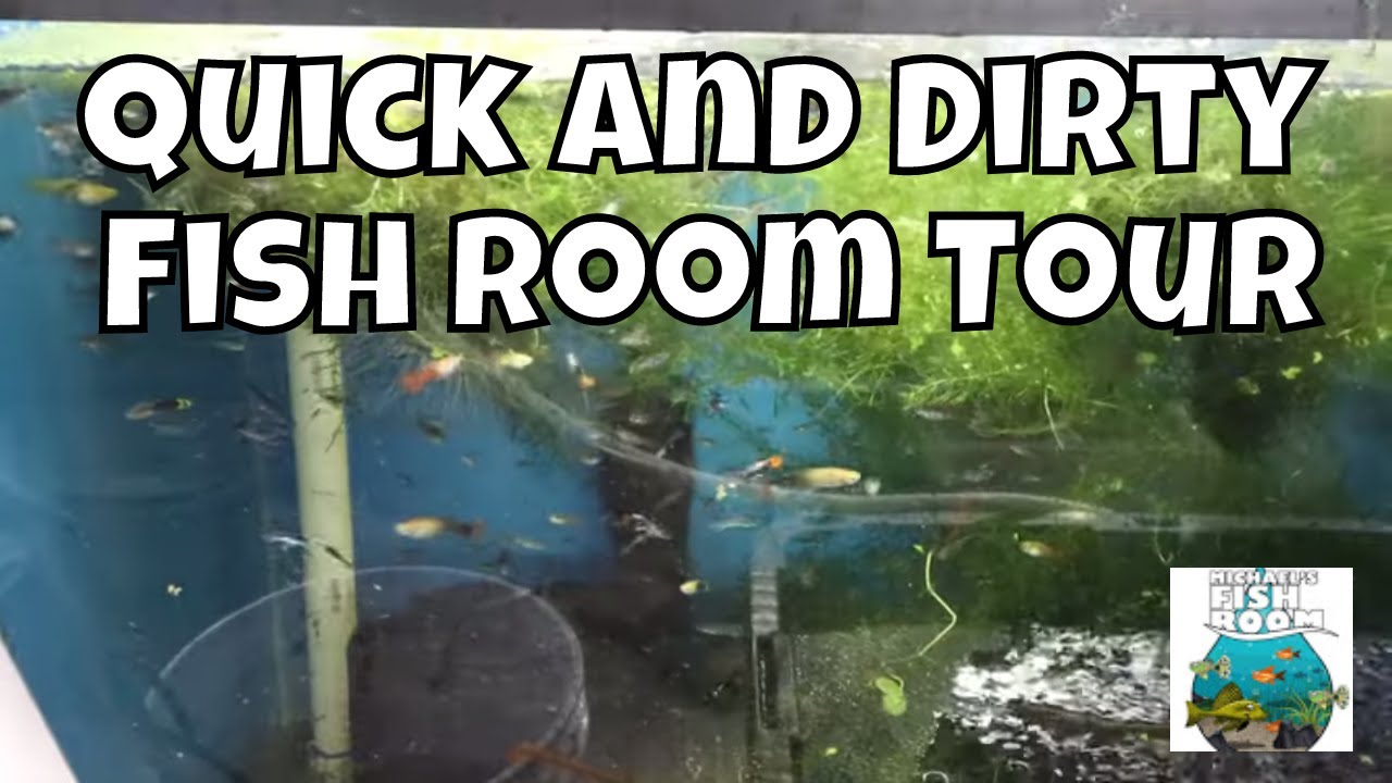 Quick and Dirty Fish Room Tour