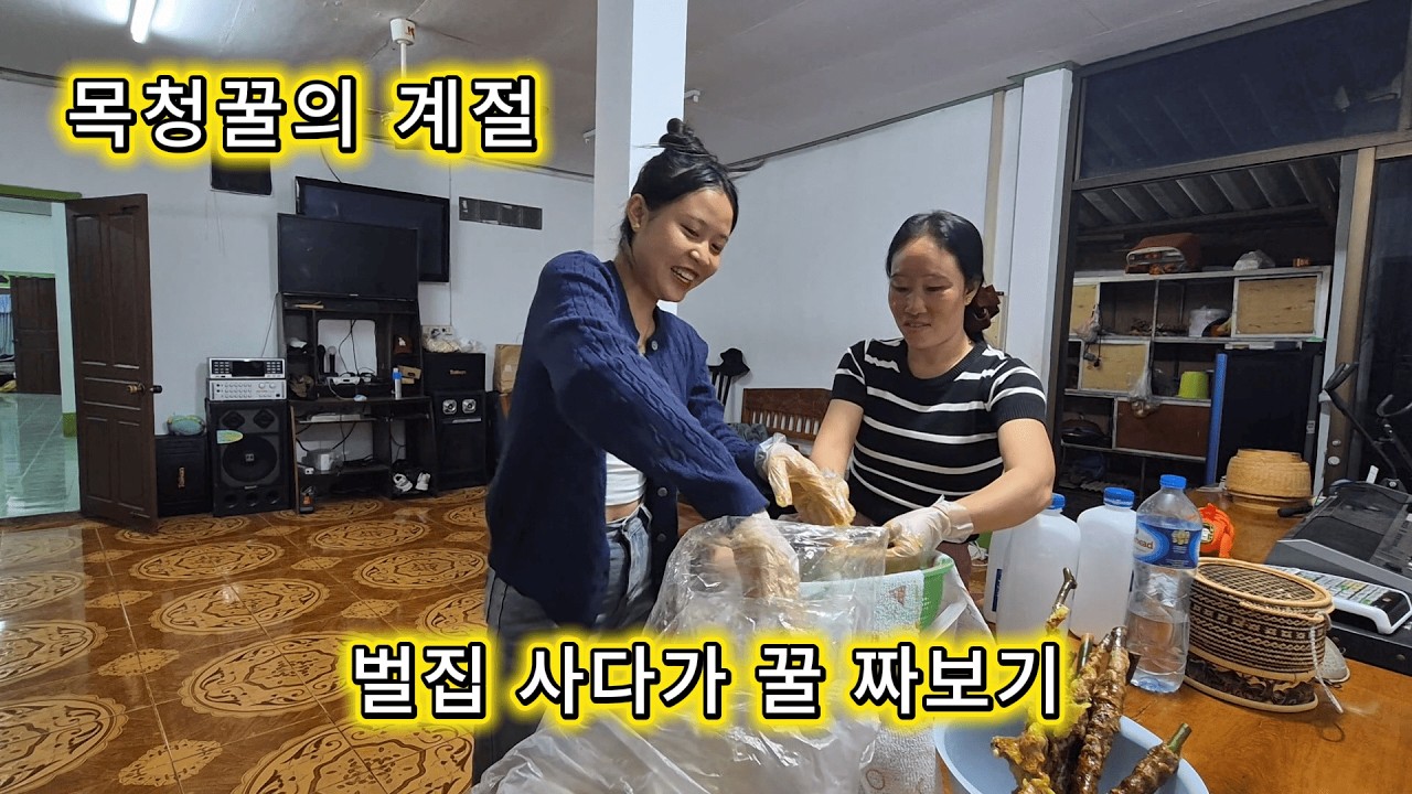 독거노인 라오스 생활기/ 벌집을 사다가 집에서 꿀을 짜보니