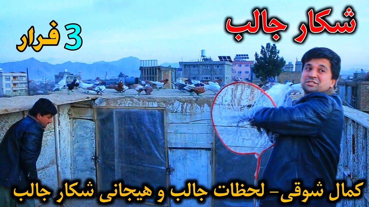 شکار جالب - لحظات جالب و هیجانی شکار جالب و فرار سه کفتر. 