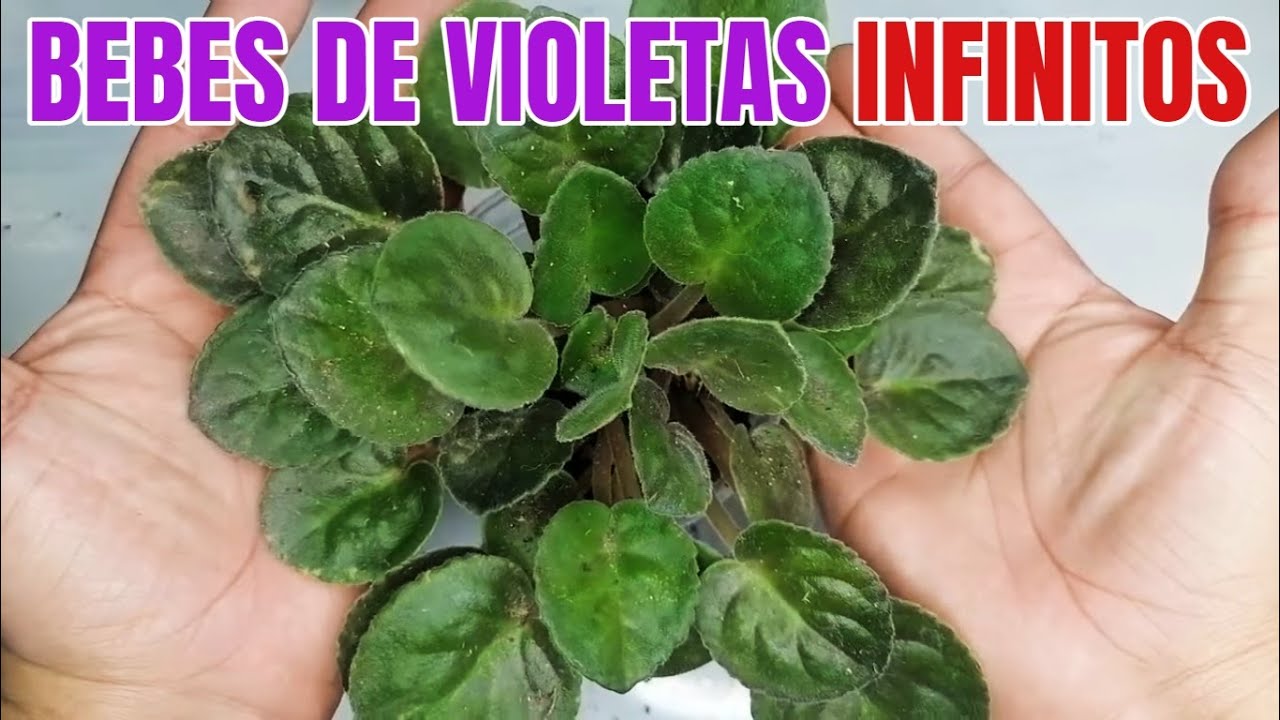 violetas africanas hijuelos sin limite chuyito jardinero