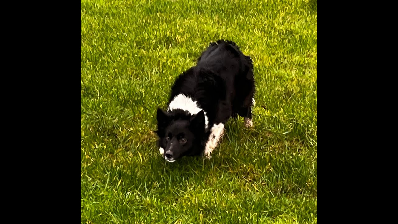 Lot 84 - Jen - 04/02/26 - Farmers Marts Dolgellau Online Sheepdog Auction