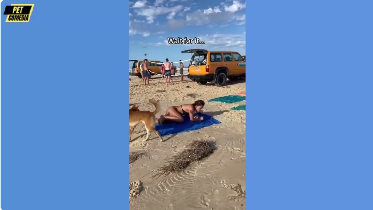 Hilarious Funny Dog Compilation| Cutest and Funniest Dogs Ever! Compilation #116 | Pet Comedia