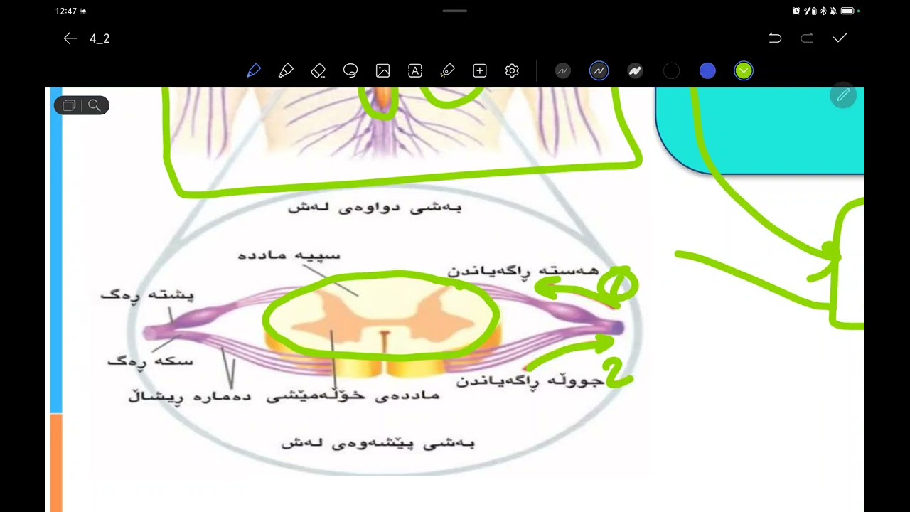 زیندەزانی بەندی چوارەم کەرتی دووەم لەلایەم مامۆستا ئەمجەد بایۆلۆجی دڕکەپەرچە کردار کۆتای کەرتی دووەم