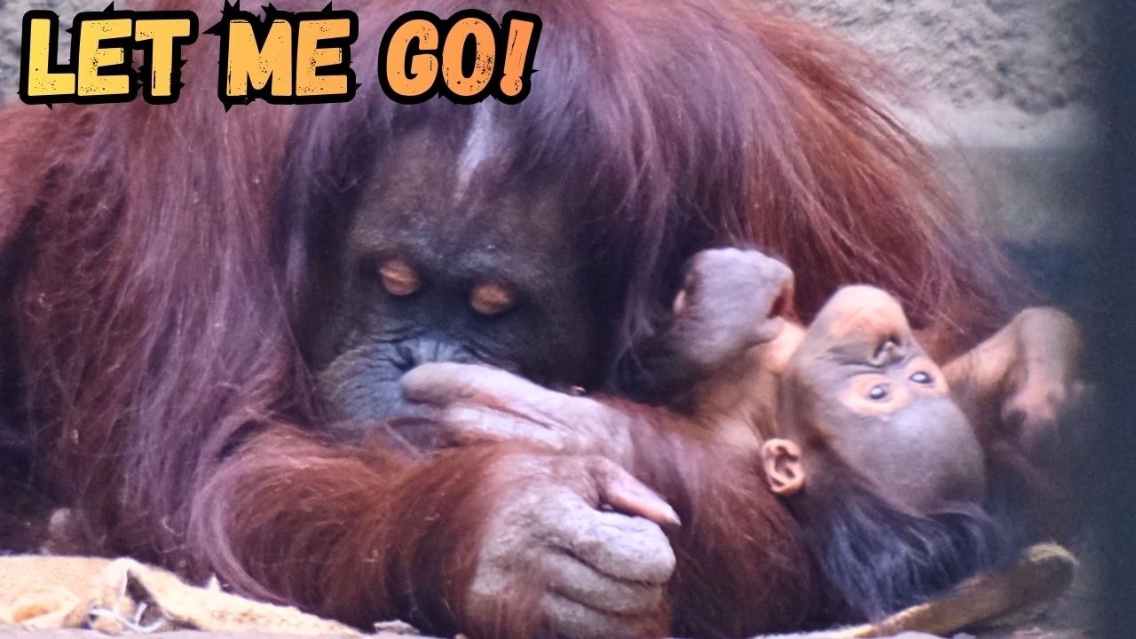 New Baby Orangutan Tries To Escape From Mom!