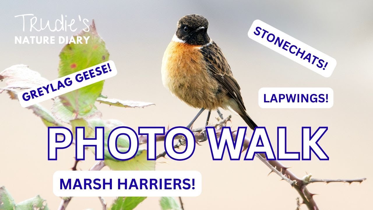 Photo and Birding Walk at Ouse Fen | Nature Diary | Wildlife Photography
