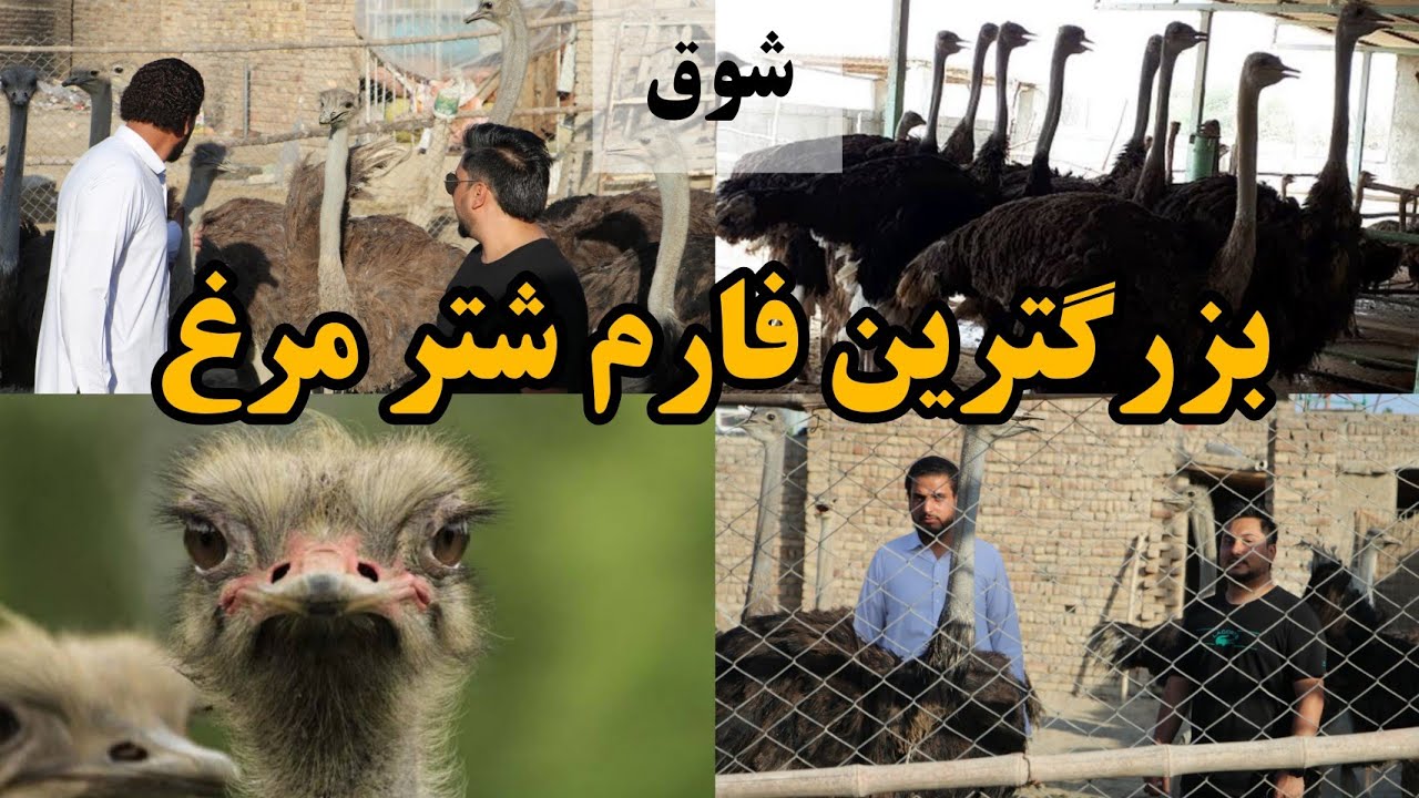 شوق | تجارت بزرگ گوشت شتر مرغ مفید ترین گوشت در دنیا - Ostrich meat is the most useful meat in the w
