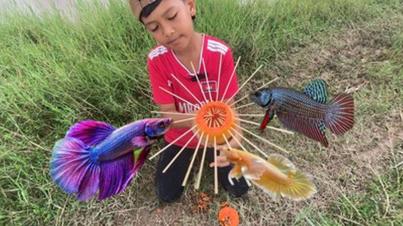 Catching Rare Wild Betta Fish in Cambodia Countryside | Traditional Fishing Trap!