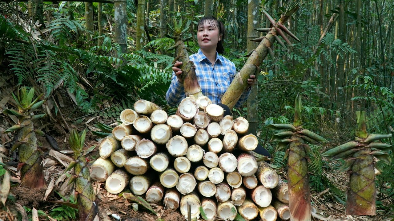 Single Mom Harvest bamboo shoots for preservation  - How to preserve bamboo shoots | Tương Thị Mai