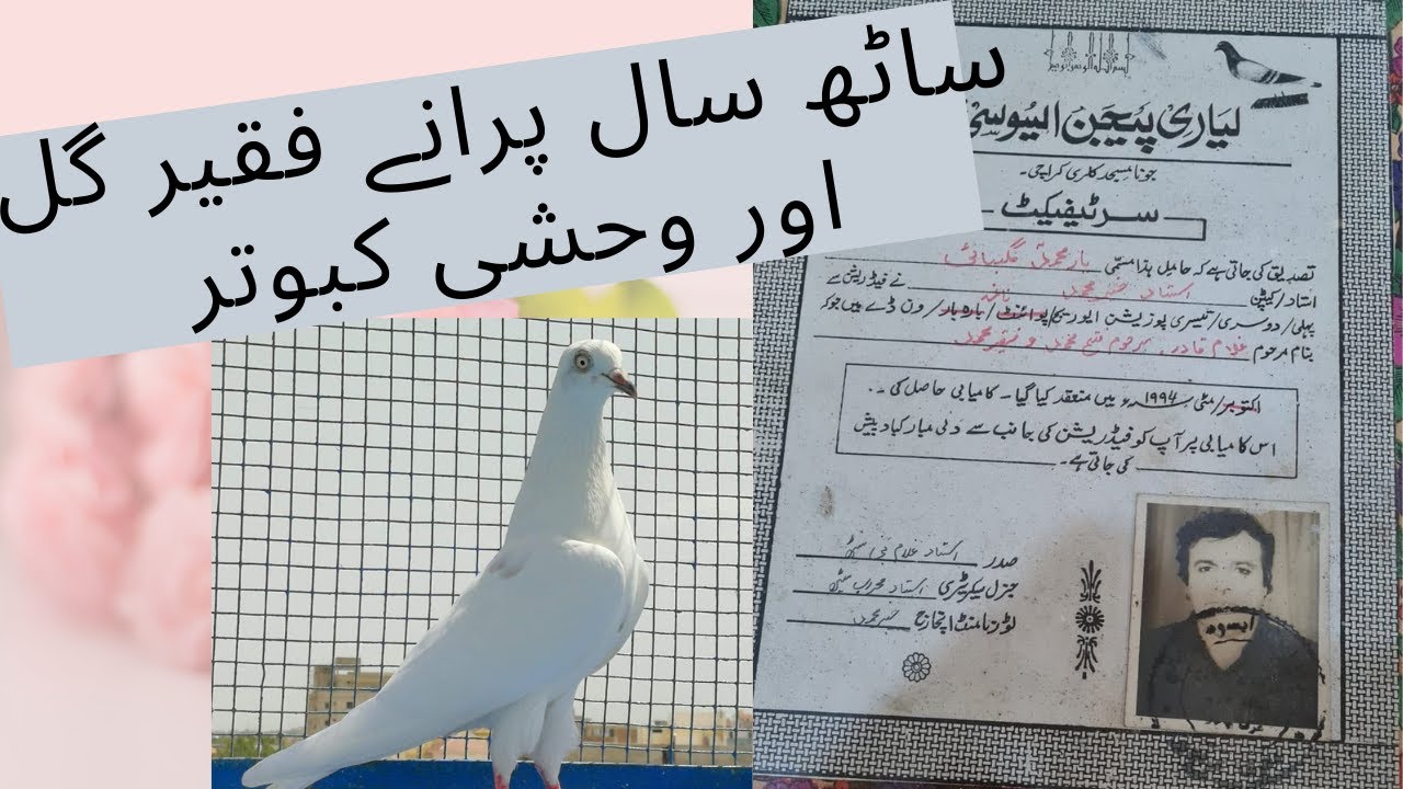 Abdul lateef gulbai karachi 60 sala purany  FAQEER GUL  aur vehshi kabootar ( part 1 )