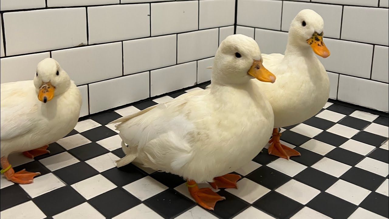My Pet Call Ducks Take a Shower