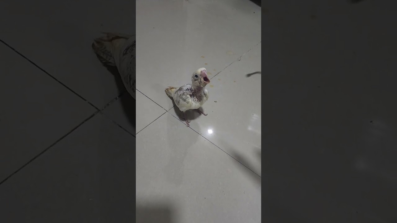 متى نبدأ بتعليم الطيور على الهدد