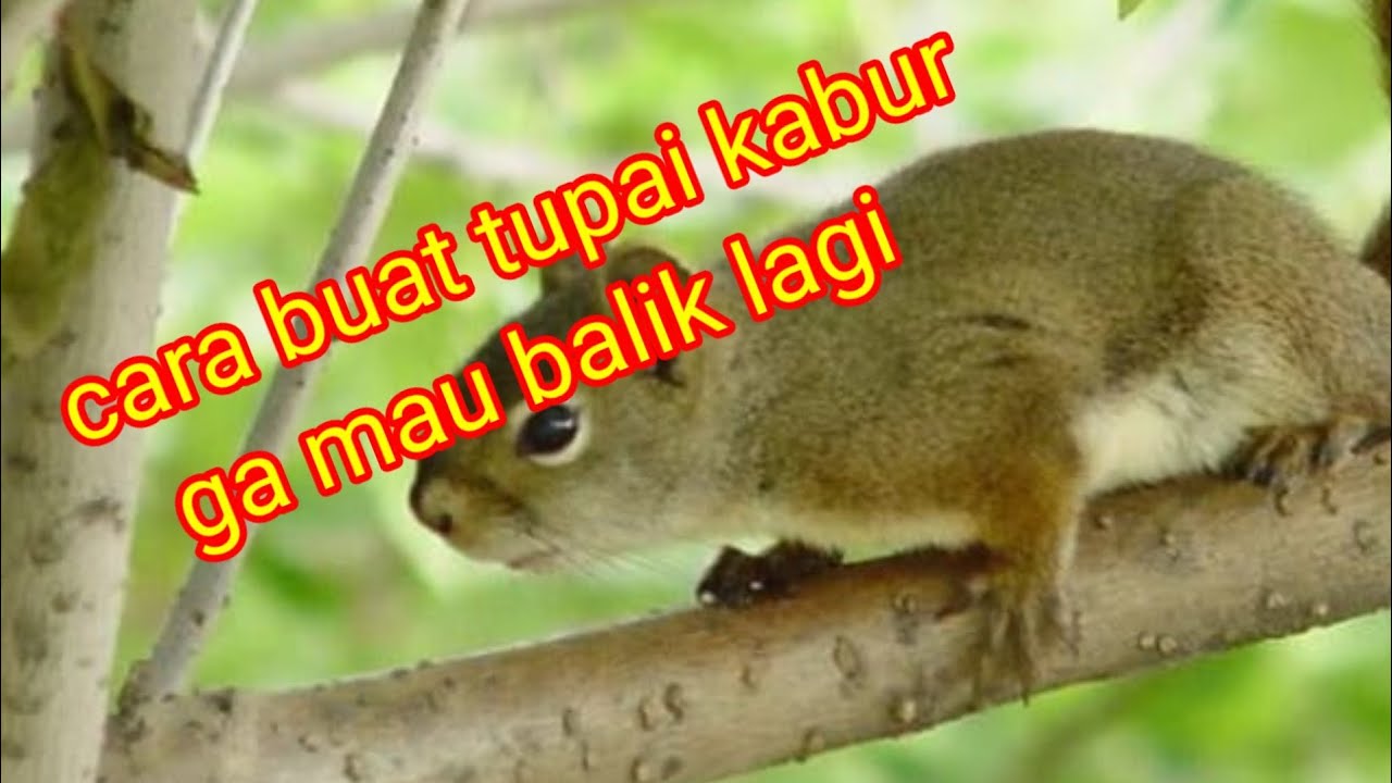 cara menjaga buah-buahan dari serangan tupai