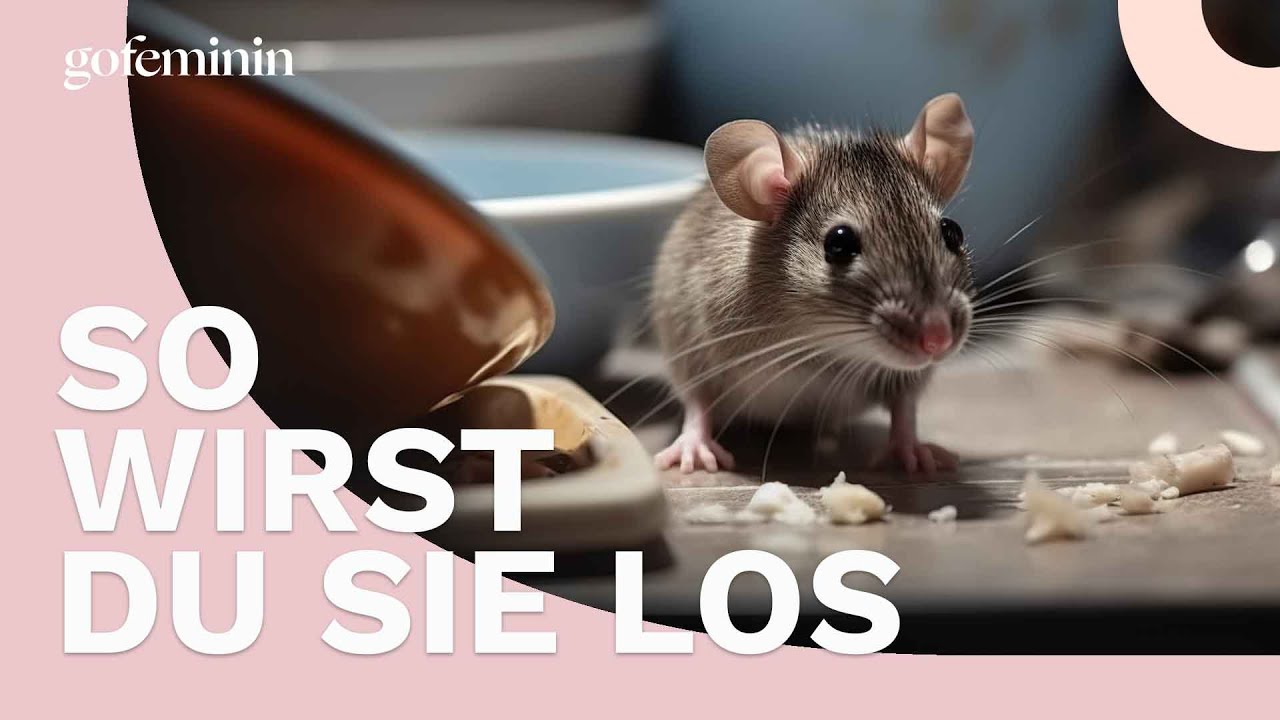 Wie man M&auml;use erfolgreich aus dem Haus vertreibt