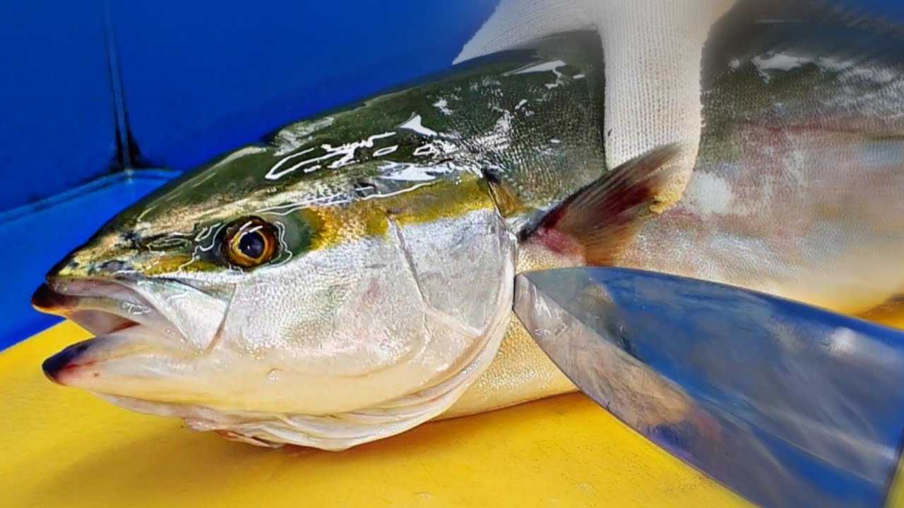 1,7 кг, желтохвост, японский амберджек, сашими, хамачи