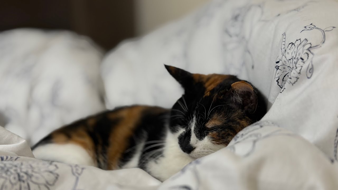 My Heart Melts for Sura & Nura Every Day” #adoreble #catcute #catlike #catperson #catworld