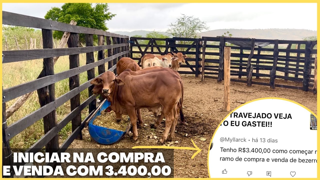 COMO TRABALHAR COM COMPRA E VENDA DE GADO - RESPONDENDO COMENTÁRIO!
