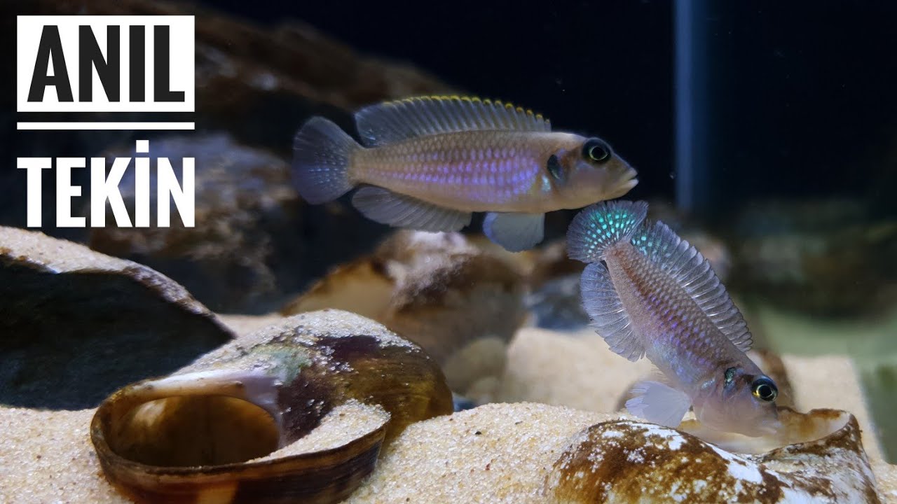 Lamprologus Ocellatus- Tanganyika Aquarium