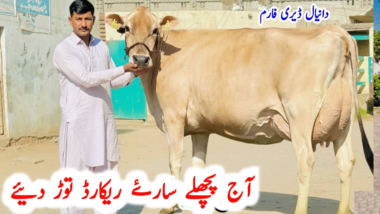 Jersey Cow for sale | First Timer Cows for sale in Pakistan | Friesian Cross Cows | Bismillhah best
