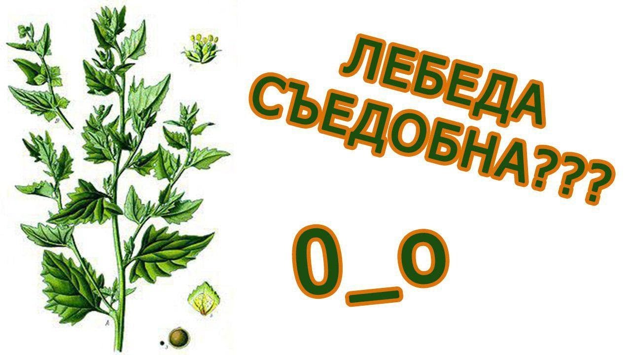 ПОЕЛИ ТРАВЫ! Готовим суп из лебеды [в лесу]