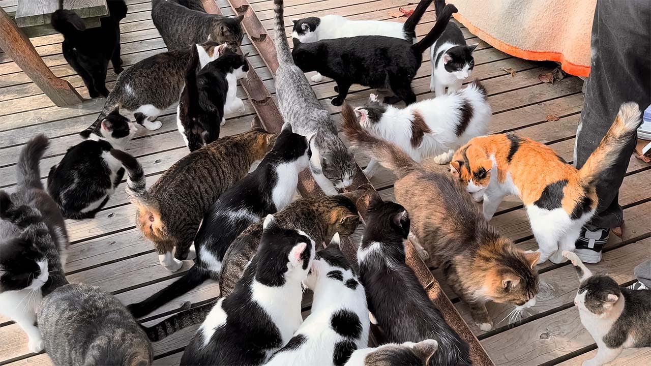 Четыре острова, которые стоит посетить в Японии🐈