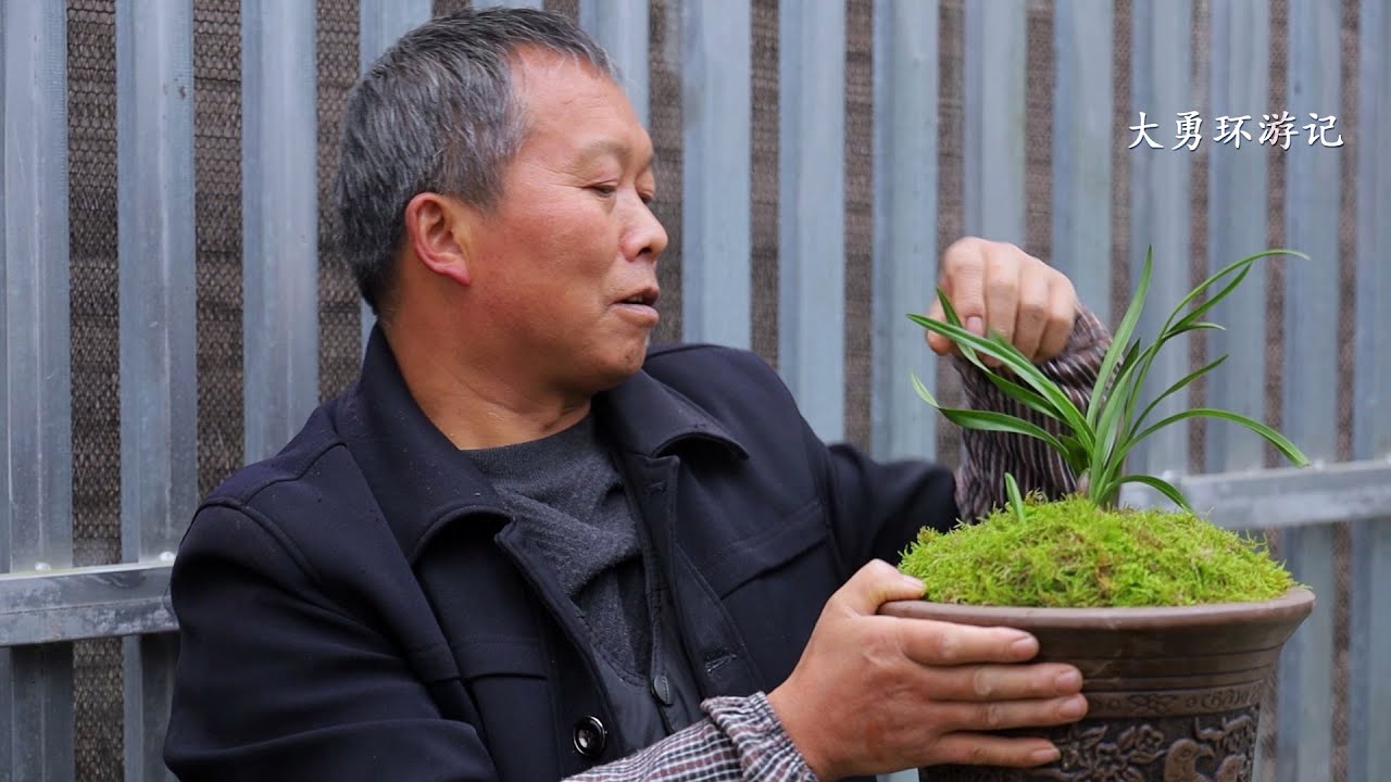 贵州兰花狂人，几近落魄终于成就自己的兰花帝国