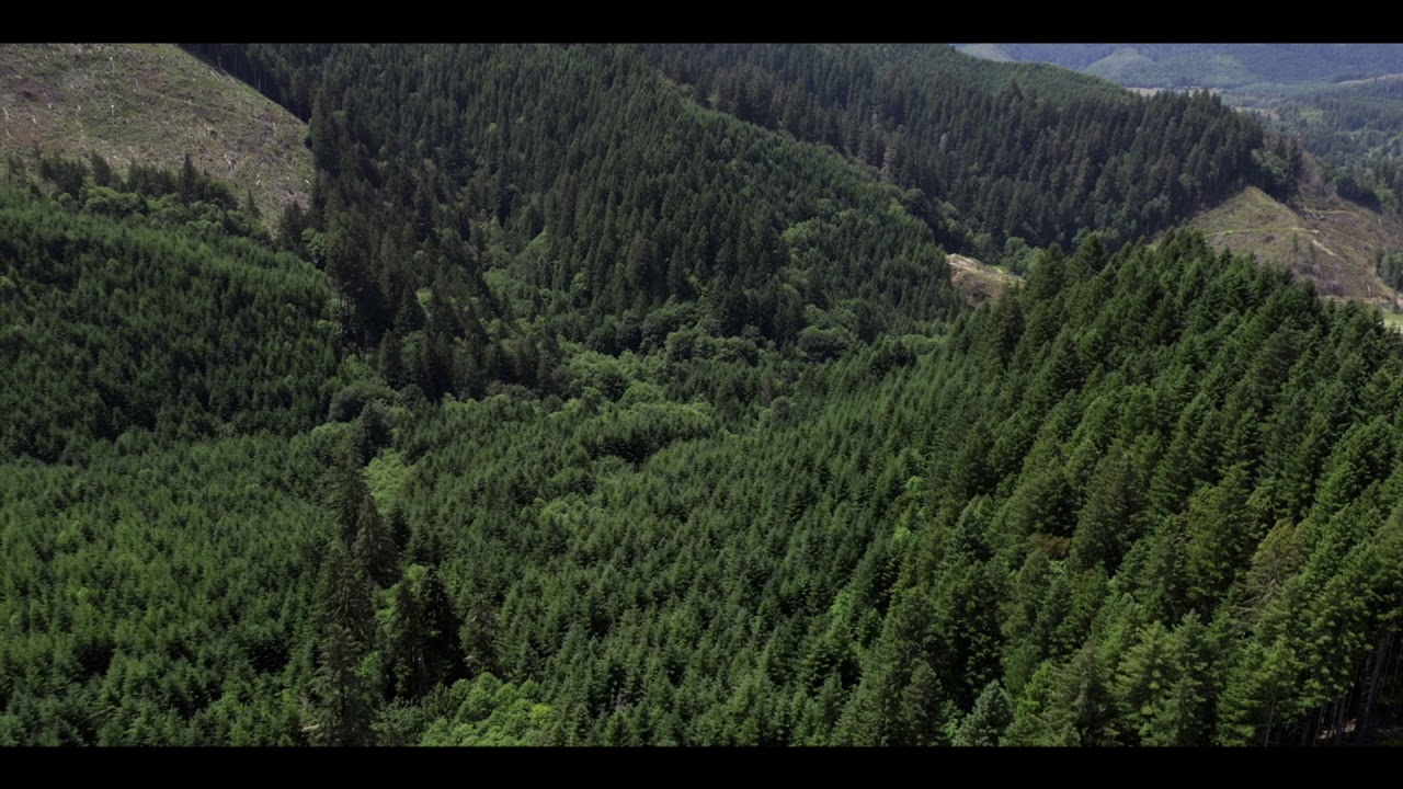 Blachly OR timber property:  Sealed bid auction.