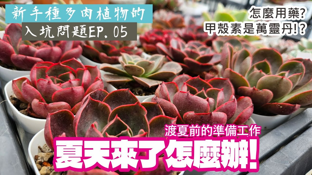 新手種多肉不要怕！關於多肉植物渡夏那些事/用農藥的注意事項/實測今年嘗試使用甲殼素抑菌，兩個月過去了，多肉怎麼樣了呢？#echeveria #succlents #多肉植物  #vlog