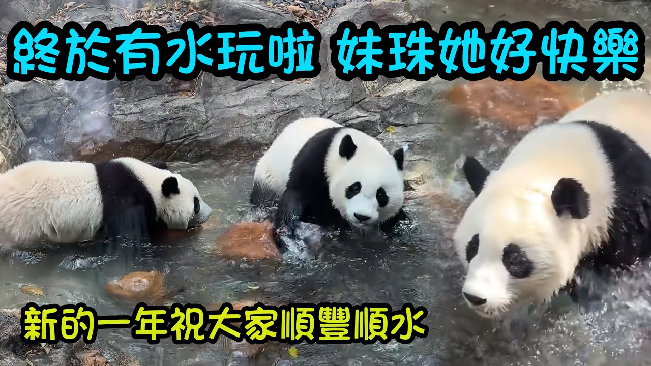2月16日  妹珠終於玩水啦，好開心在水裡游來游去，祝大家新的一年順風順水，健康快樂#panda #cutepanda  #熊貓妹珠