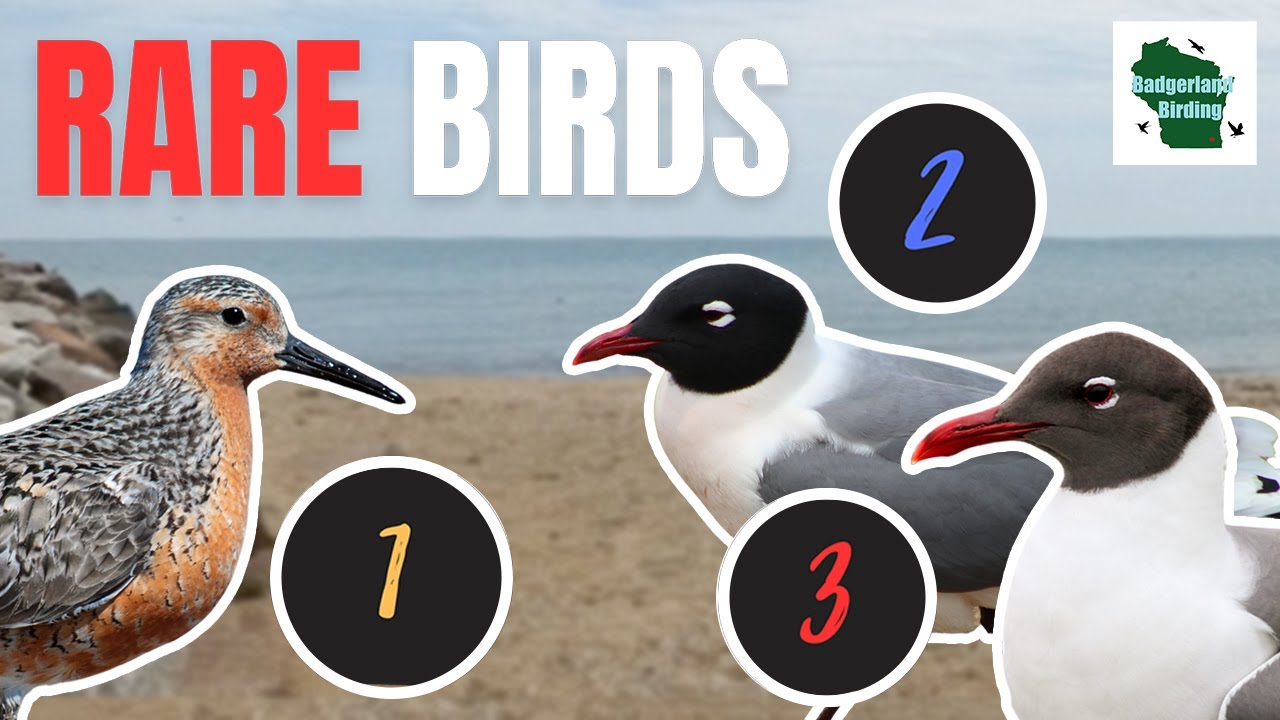 Early Summer Birding Surprises: 3 RARE Birds in Wisconsin