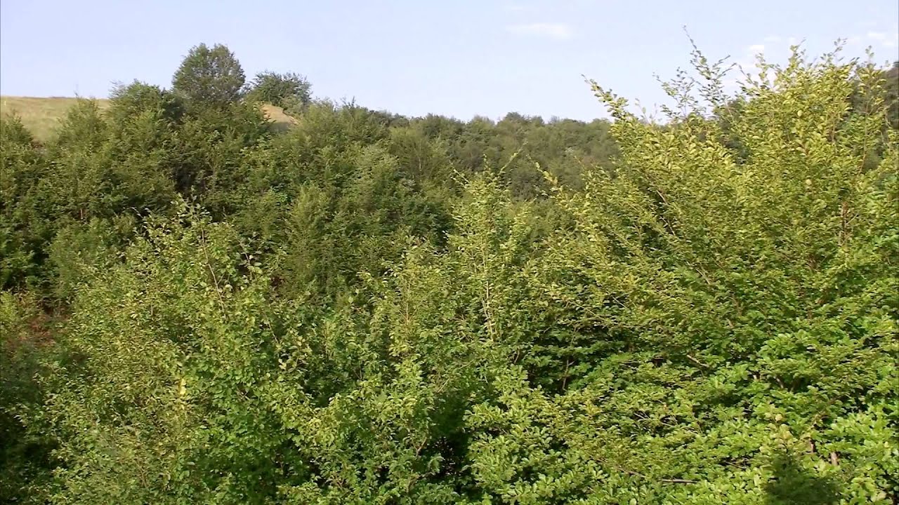 Magura Odobesti