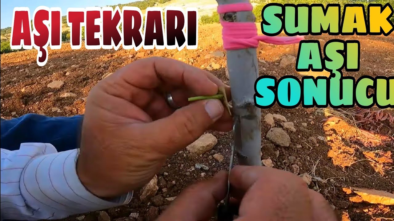 SUMAĞA ANTEP FISTIĞI AŞI SONUCU... TURMAYAN AŞILARI YENİDEN AŞILADIM. ..