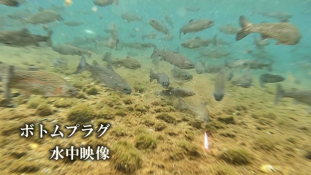 MASUKEN水族館♯1〜ボトムプラグ水中映像〜トレモポゴ、シャインライド、そことろ、ベビーバイブ【エリアトラウト】