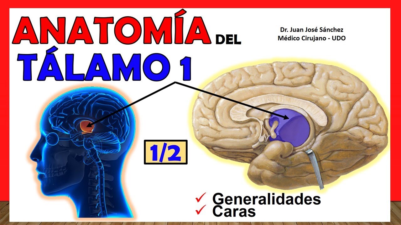 🥇 Anatomía del TÁLAMO 1/2. (Generalidades) ¡Explicación Sencilla!