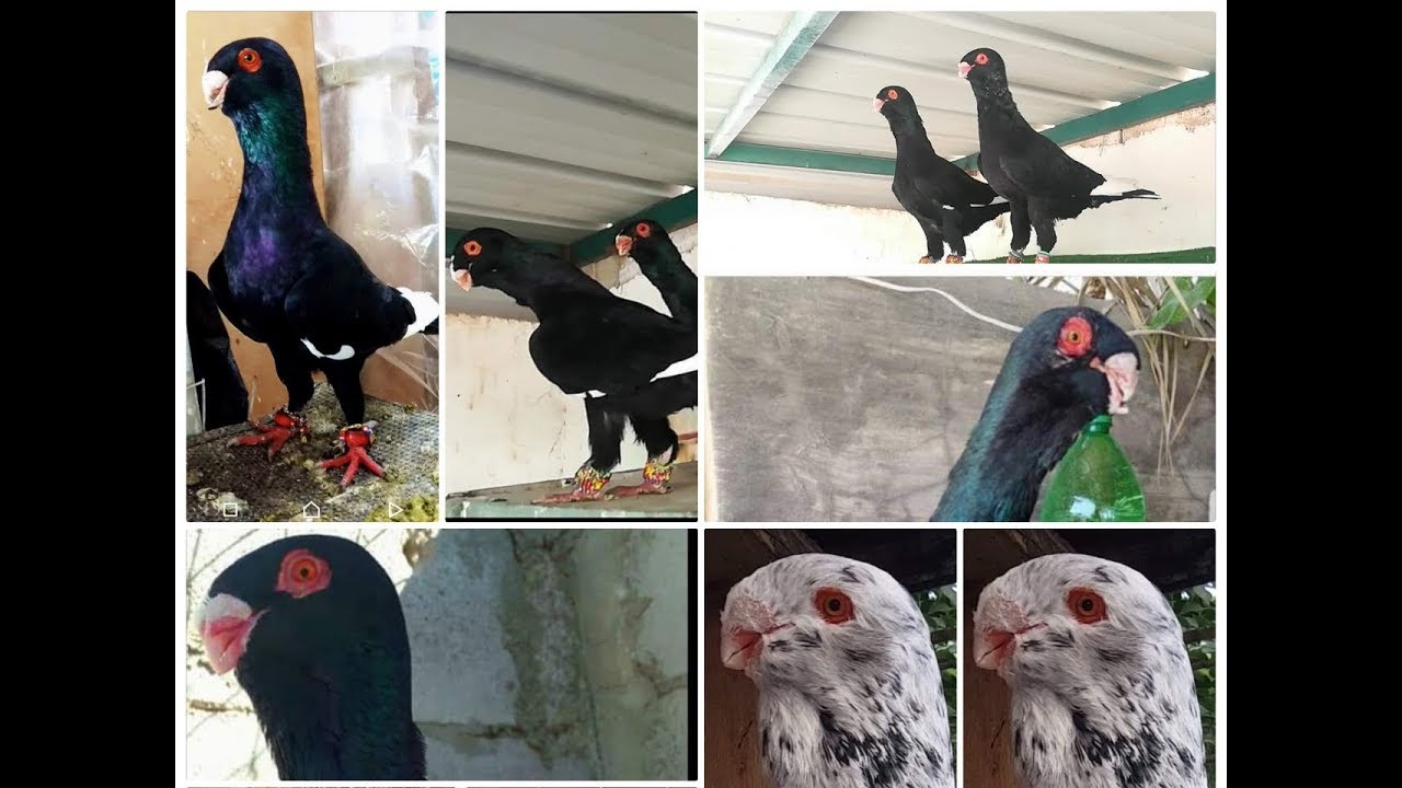 المسود الشامي هنا الجمال بحد ذاته هنا العشق لعشاااق الصبابا 😍Pigeons  Syrian Arab