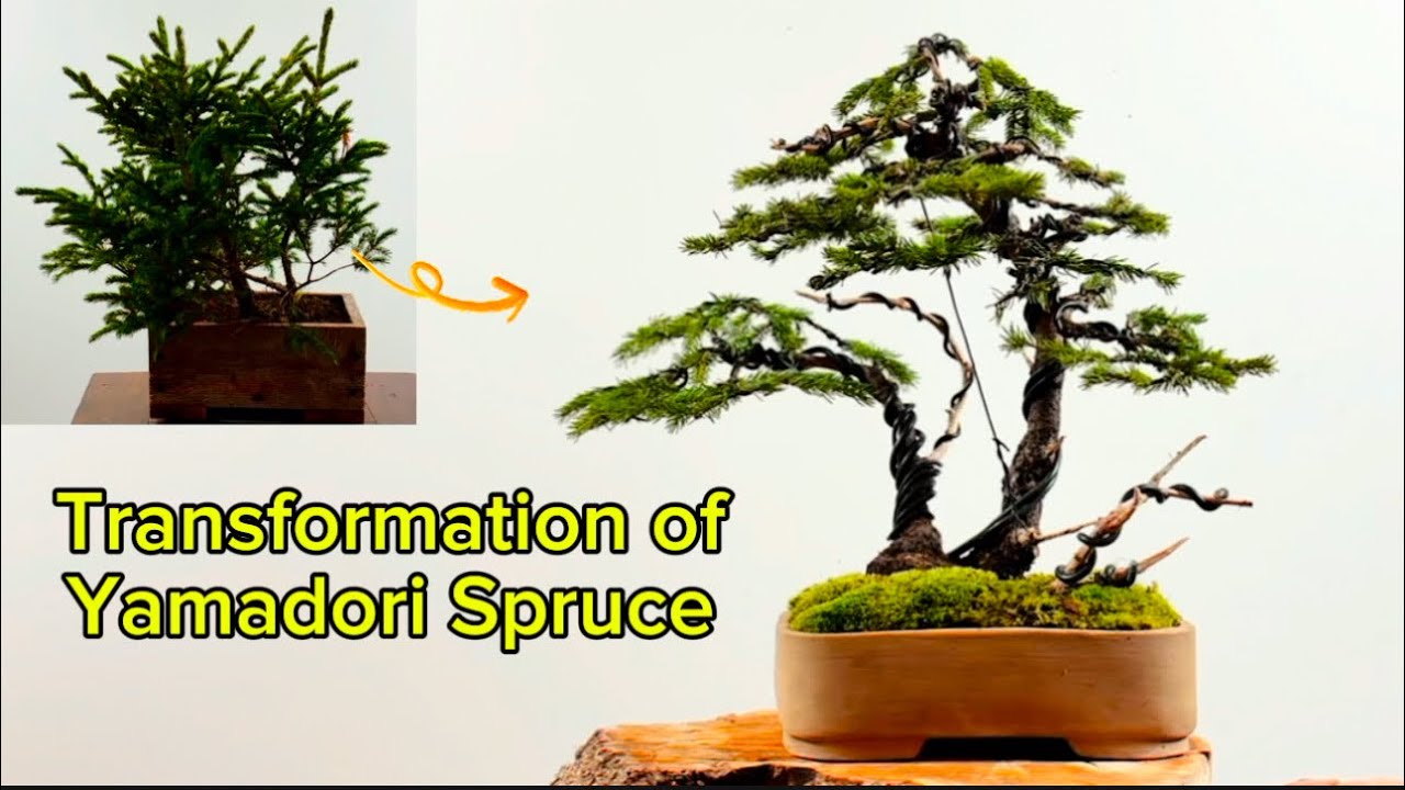 Styling yamadori spruce into double-trunk bonsai 山採トウヒで双桿盆栽を作る