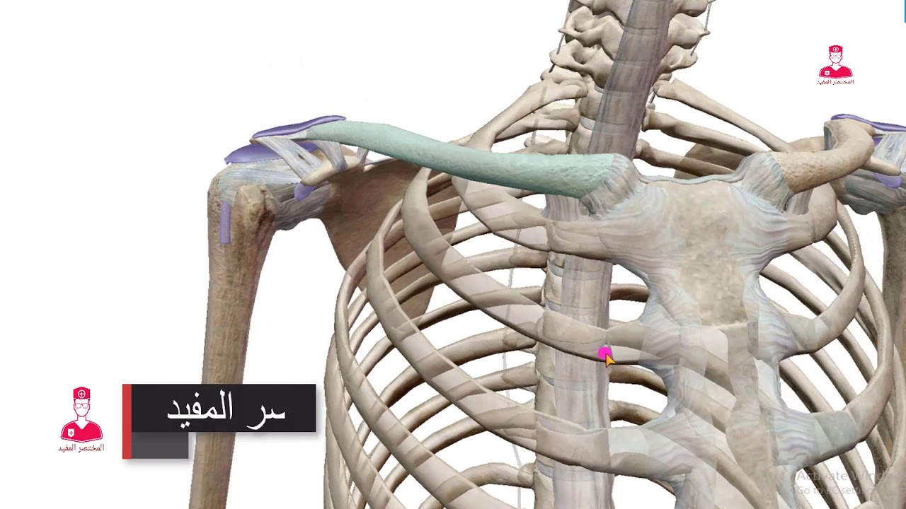 عظمه الترقوة || clavicle