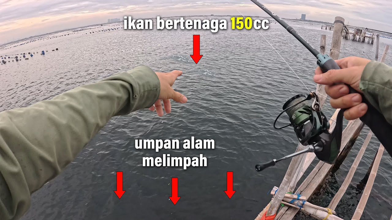 Tarikan ikan 150cc Bikin Ketagihan 😍 Mancing Di Bagan Samsul Kamal Muara || Mancing Gaes