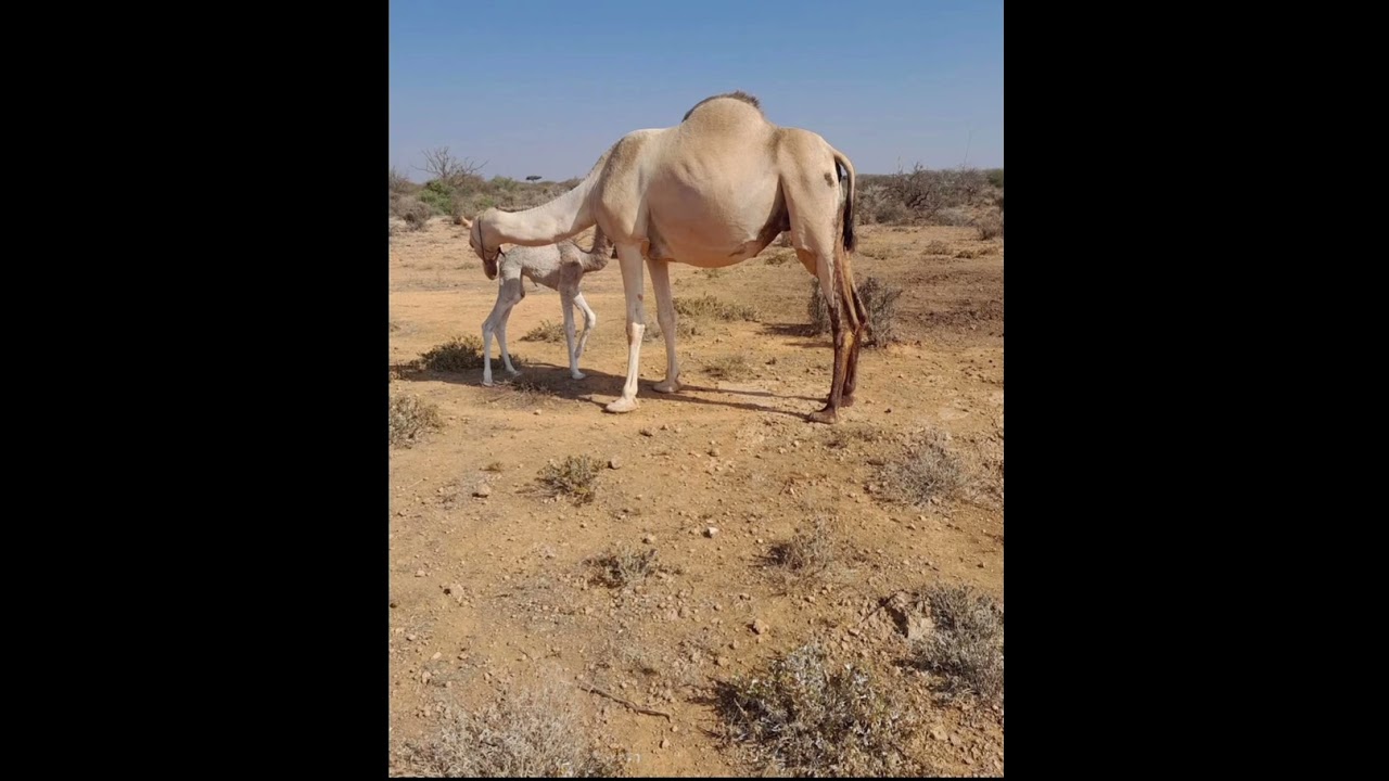 Dhanto Caalami ah caay laf dhaan rag sxbo ah oo cagoole  ah ay ku kaftamayan duleedka deeganka wabxo