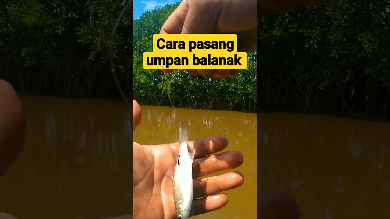 umpan jitu mancing di muara sungai!!